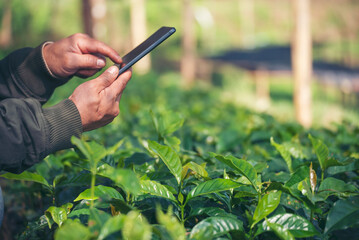 Wall Mural - Smart farmer holding smartphone in eco green farm sustainable quality control. Close up Hand control planting tree. Farmer hands cultivated fresh garden in eco biotechnology. Farmland technology