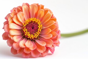 Canvas Print - One flower on table