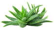 © James - Fresh aloe vera isolated on transparent background