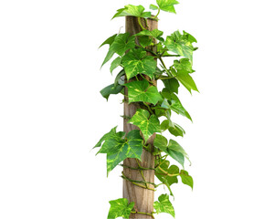 Climbing plant with twining around a tree pole on transparent background