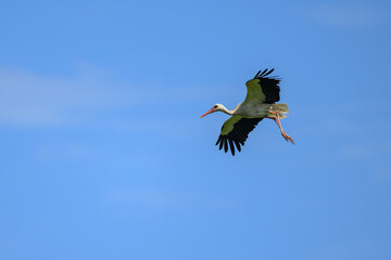 Poster - A White Stork in flight blue sky