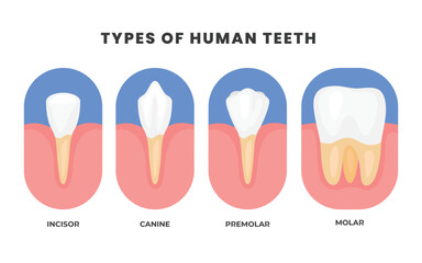 Different types of Teeth types poster, Various healthy human tooth, Oral mouth stomatological elements comparison. Anatomical Incisor, canine, premolar and molar visual shape differences.