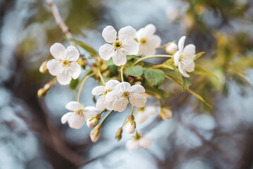 Wall Mural - Cherry flowers frame