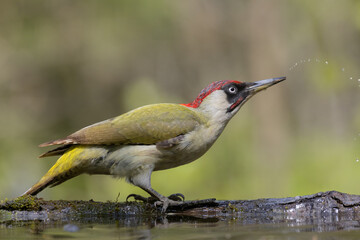 Wall Mural - bird - green woodpecker picus viridis on forest pond, bird drinking water, wildlife poland europe
