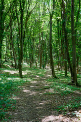 landscape with a forest on a sunny summer day