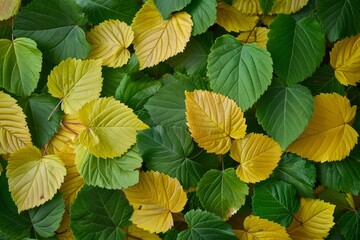 Vibrant pile of yellow fall leaves on brown ground