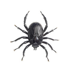 Close-up of a black, eight-legged flea insect. isolated on transparent background.