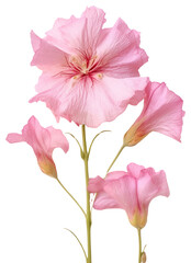 Wall Mural - PNG Real Pressed a pink Eustomas flower hibiscus blossom.
