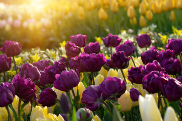 Wall Mural - Tulips flowers blooming in the spring