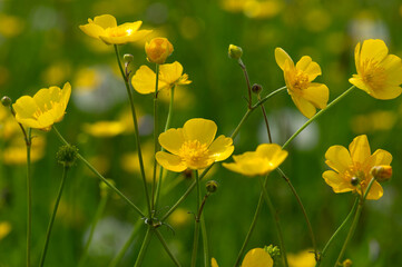 Wall Mural - Wild yellow flower on the field