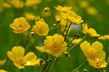 Wall Mural - wild yellow flower on the field