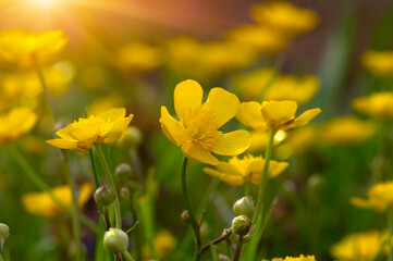 Wall Mural - spring yellow flowers on a field