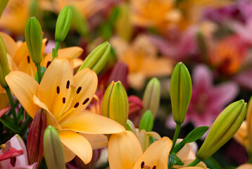 Canvas Print - Colorful lilies on blurred floral