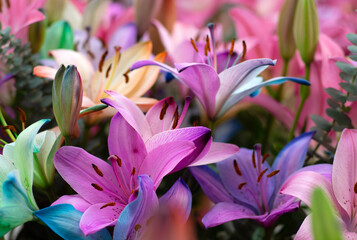 Canvas Print - Colorful lilies on blurred floral