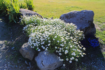 Wall Mural - Summer background with flowers and plants