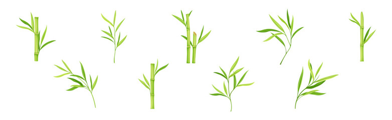 Wall Mural - Bamboo Green Stalk or Branch with Leaf Vector Set