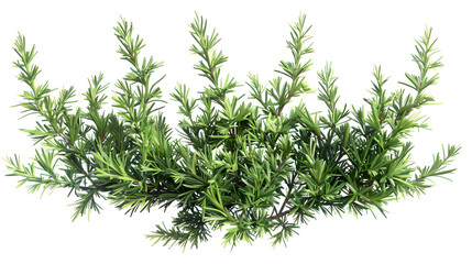png rosemary plant herbs fir isolated on white background, hyperrealism, png