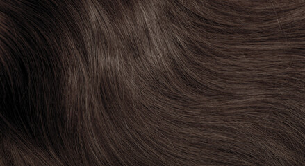 Wall Mural - Brown hair close-up as a background. Women's long brown hair. Beautifully styled wavy shiny curls. Hair coloring. Hairdressing procedures, extension.