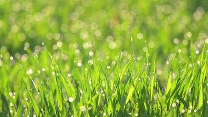 Sticker - Green wheat with dew drops, man hand touching sprouts of bread. Morning on agricultural field of wheat at summer, bright green sprouts