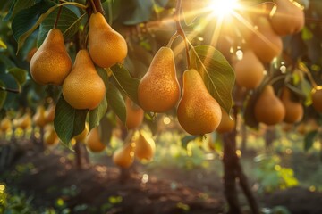 Wall Mural - orchard with yellow pears in the golden hour. harvest season.