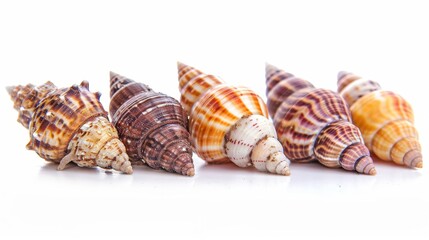 Wall Mural - toxic cone snails isolated on white background