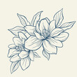 © Anfi_5933 - Magnolia flowers drawing with line-art