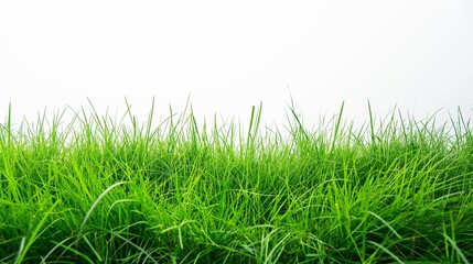 Poster - long green grass isolated on white background