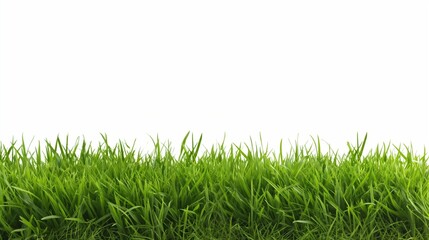 Poster - long green grass isolated on white background