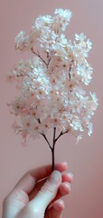 Wall Mural - Pink Blossom Branch in Hand: Spring Flower Arrangement