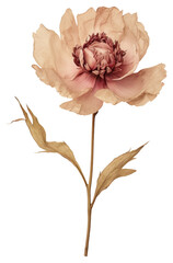 Wall Mural - PNG Real Pressed peony flower plant rose.