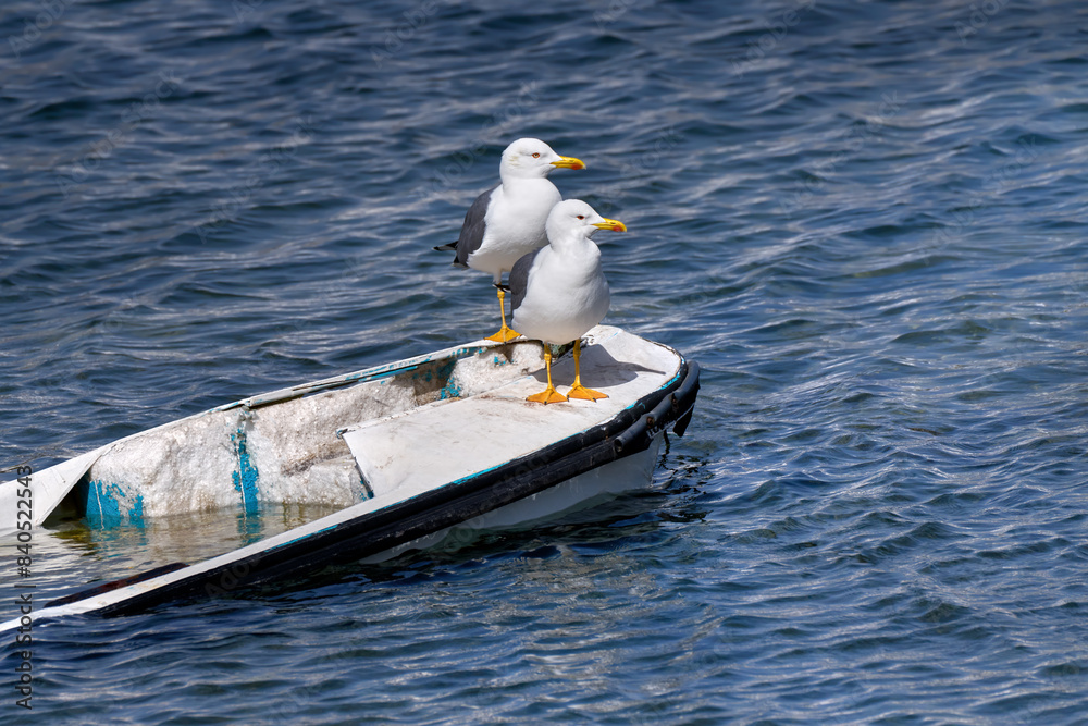 Zwei Mittelmeermöwen (Larus michahellis) stehen hintereinander auf ...