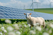 © snapshotfreddy - Sheep are standing in a wildflower-strewn meadow, with the backdrop of solar panels and wind turbines. Agrivoltaics concept that involves the shared use of land for solar parks and sheep grazing.