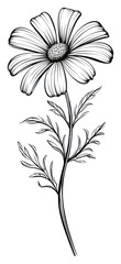 Wall Mural - PNG Flower drawing sketch plant. AI generated Image by rawpixel.