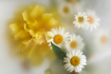 A bouquet of large fresh bright yellow peonies and daisies on a light background in a soft blur filter.