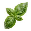 © Sathaporn - fresh green basil leaf isolated on transparent background. generative ai