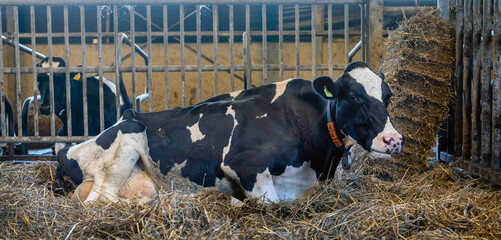 Canvas Print - black and white spotted cow lies in straw on dutch farm