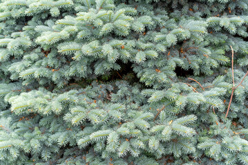 Canvas Print - Globe Blue Spruce Shrub Growing In The  Garden In Spring In Wisconsin