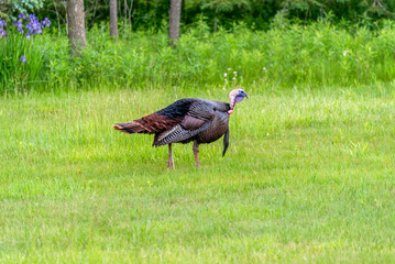 Sticker - Wild Turkey In The Field In Spring In Wisconsin