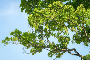 Wall Mural - maple branches with green leaves on a blue sky background