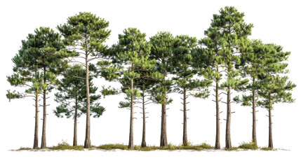 set of Loblolly pine trees with isolated transparent background