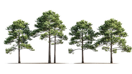 set of loblolly pine trees with isolated transparent background