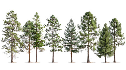 set of ponderosa pine trees  with isolated transparent background