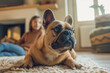 © Irina B - A close-up shot of a brown French Bulldog lying on a cozy rug with a blurred background featuring a young girl