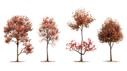 set of rowan trees  with isolated transparent background