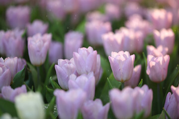 Wall Mural - pink tulip flowers in close up