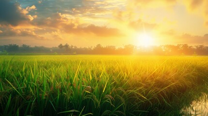 Poster - A tranquil scene of a rice field at sunset, with the golden glow of the evening sun casting a warm hue over the ripening crop