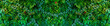 © kanpisut - Herb wall, plant wall, natural green wallpaper and background. nature wall. Nature background of green forest