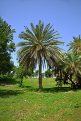 Canvas Print - large spreading palm tree under it in a park on a sunny summer day