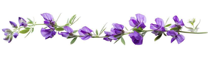 lavender branch isolated transparent background