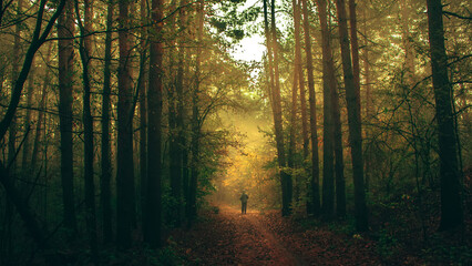  Autumn forest nature. Vivid morning in colorful forest with sun rays through branches of trees. Mystical forest.